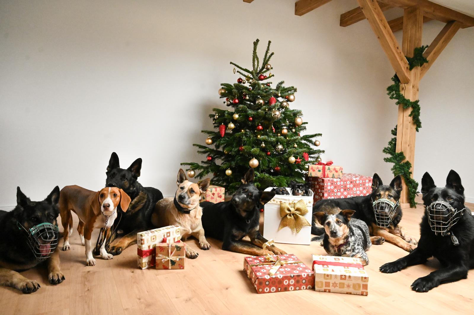 Weihnachtsfeier der Hundeschule Pfaffenhofen