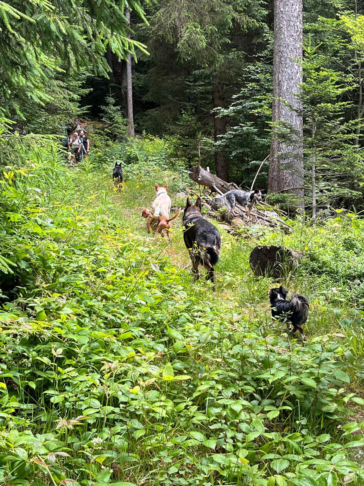Ausgebucht - Wanderwochenende im Bayerischen Wald: Gipfelglück & Hüttenzauber
